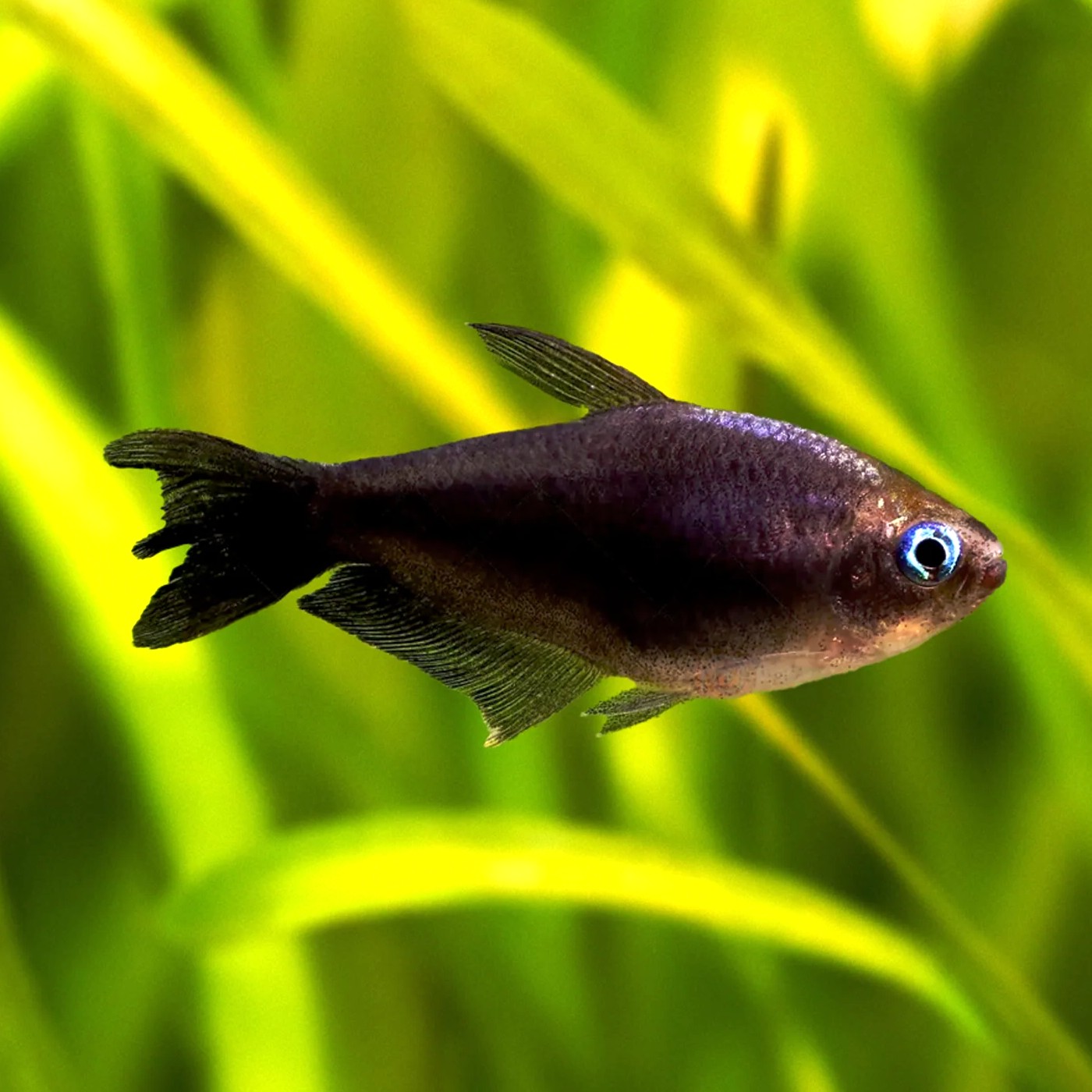 Nematobrycon palmeri black M
